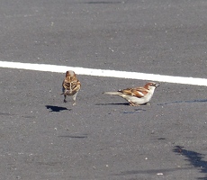 House Sparrows